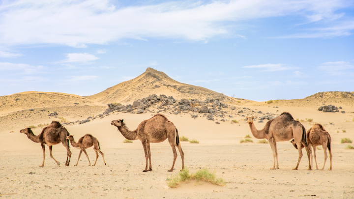 أفضل رحلات السفاري في مدينة جدة5