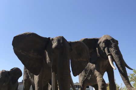 حديقة حيوانات فاروق يالجين والحديقة النباتية