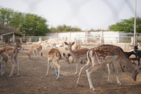 مزرعة سدرة الشمال