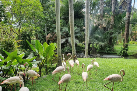 حديقة بالي للطيور (1)